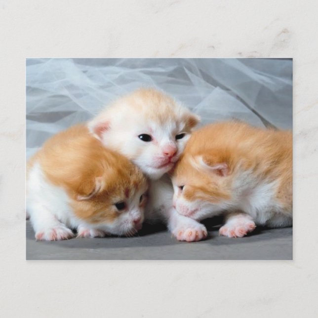 Drei niedliche kleine Kätzchen Foto Postkarte (Vorderseite)
