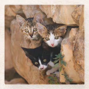 Drei Niedliche, kuriose Katzen Foto, Tischdekorati Glasuntersetzer