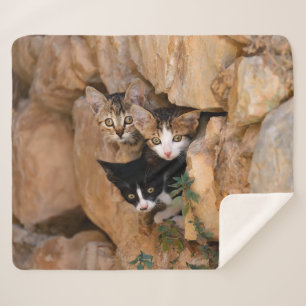Drei Niedliche Neugierige Katzen Kätzchen Faces Fu Sherpadecke