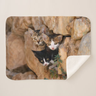 Drei Niedliche Neugierige Katzen Kätzchen Faces Fu Sherpadecke