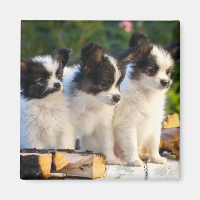 Drei Niedliche Papillon Puppas Magnet (Vorne)