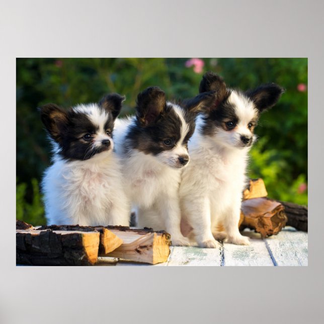 Drei Niedliche Papillon Puppas Poster (Vorne)