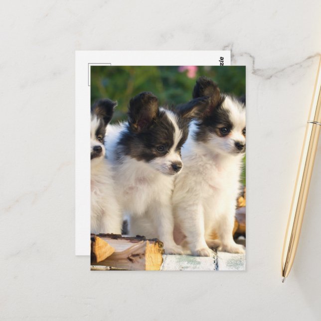 Drei Niedliche Papillon Puppas Postkarte (Vorderseite/Rückseite Beispiel)