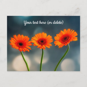 Drei Orange Gerberas in Row Postcard Postkarte