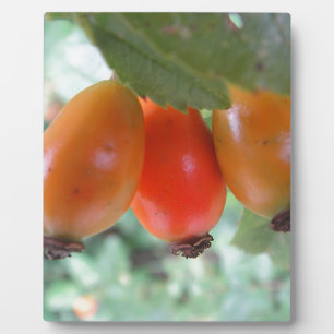 Drei orange Hagebutten Fotoplatte