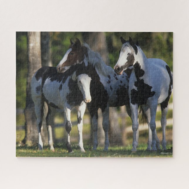 Drei Paint Pferde Stehend (Horizontal)