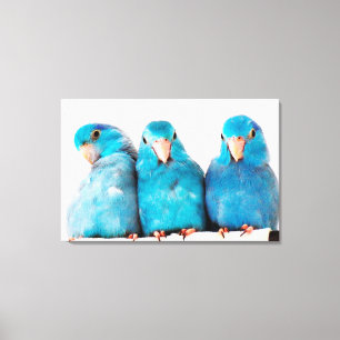 Drei Papageien - Pazifische Blaue Papageien Leinwa Leinwanddruck