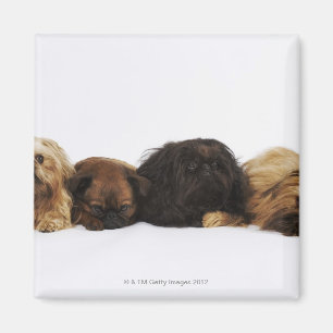 Drei Pekingese Hunde und Single Mops, der sich Magnet