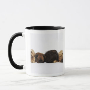 Drei Pekingese Hunde und Single Mops, der sich Tasse