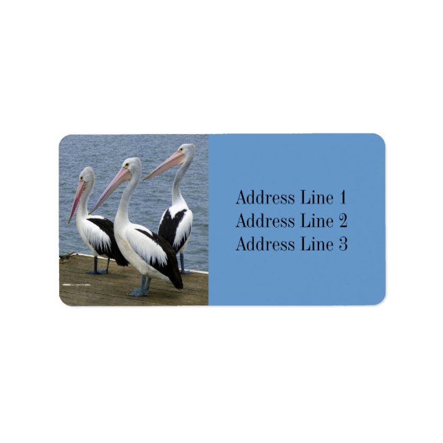 Drei Pelicans-Foto-Adressetikett Adressaufkleber (Vorne)