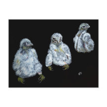Drei Peregrine-Chicks