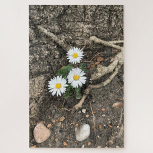 Drei perfekte Daisies gegen einen Baumstamm