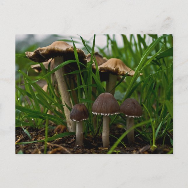Drei Pilze 3 Postkarte (Vorderseite)
