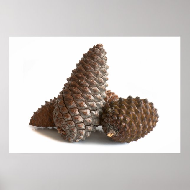 Drei pinecones poster (Vorne)