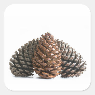 Drei pinecones quadratischer aufkleber