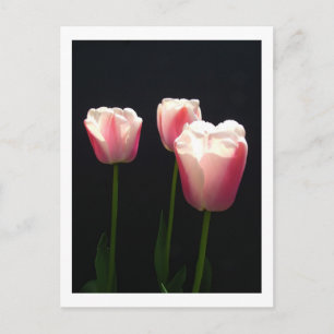 Drei pinkfarbene Tulpe-Blume. Weihnachten, Feierta Feiertagspostkarte