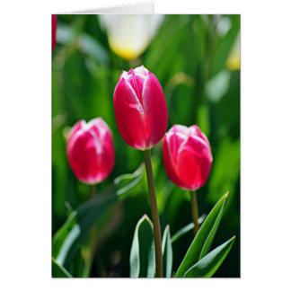 Drei Pinks