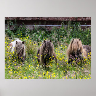 Drei Pony-Hengste aus Shetland in einem Feldposter Poster