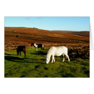 Drei Ponys auf Dartmoor