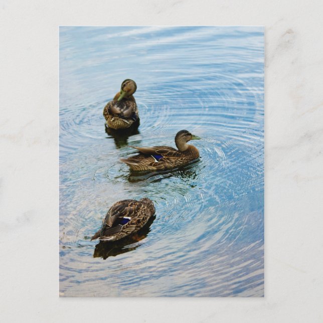 Drei Postkarte (Vorderseite)