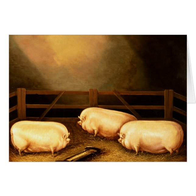 Drei Preisschweine außerhalb eines Stys (Vorderseite (Horizontal))