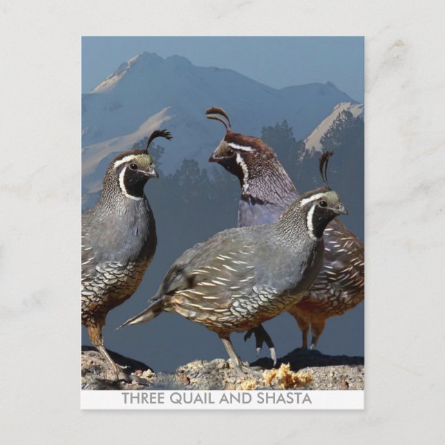 DREI QUAIL UND SHASTA POSTKARTE (Vorderseite)