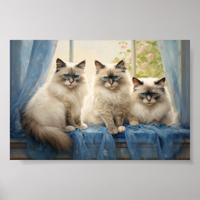 Drei Ragdoll Katzen Poster (Vorne)