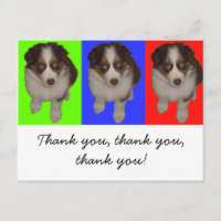 Drei Red Tri Aussie Welppies