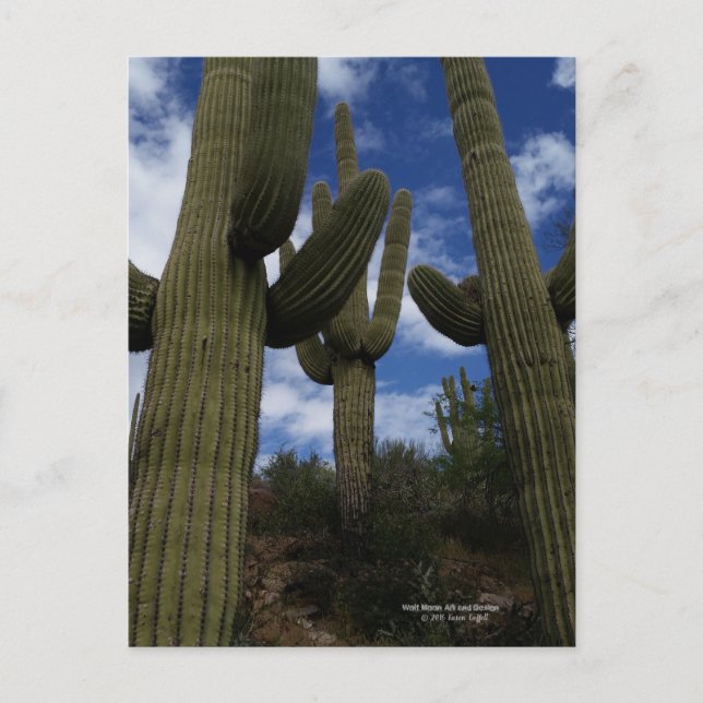 Drei riesige Saguaro Kakteen mit blauem Himmel und Postkarte (Vorderseite)