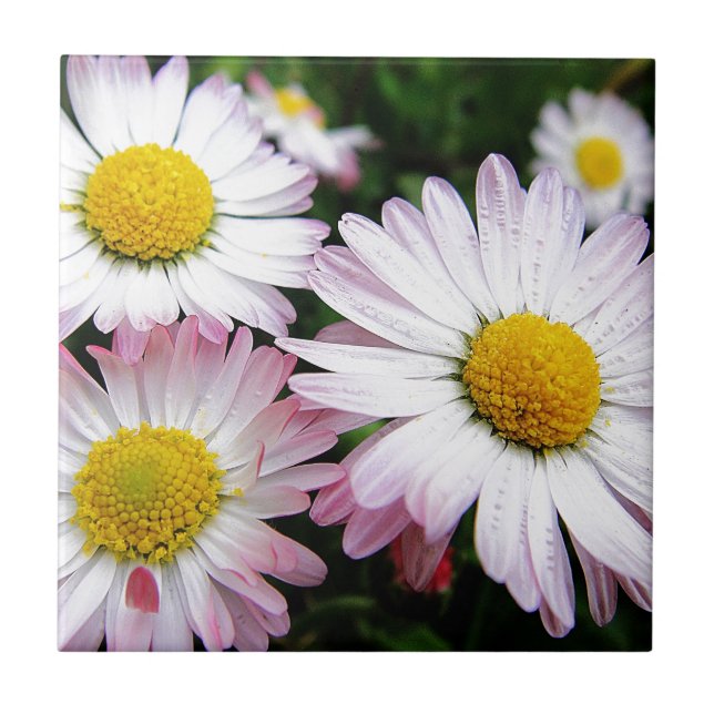 Drei rosa Gänse Fliese (Vorderseite)