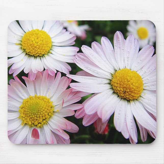 Drei rosa Gänseblume Mousepad (Vorne)