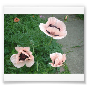 Drei rosa Mohnblumen Fotodruck