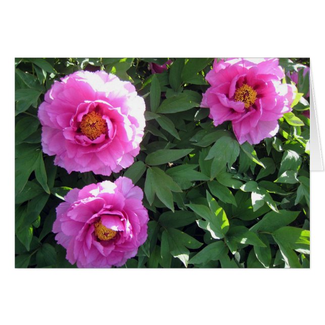 Drei rosa Pfingstrosen (Vorderseite (Horizontal))