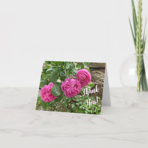 Drei rosa Rosen/Danke!
