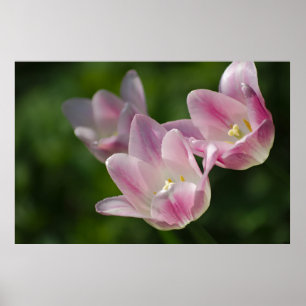 Drei rosa Tulpenposter Poster