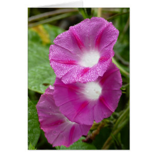 Drei rosa Winden