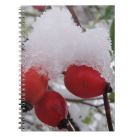Drei Rose Hüften und Schnee