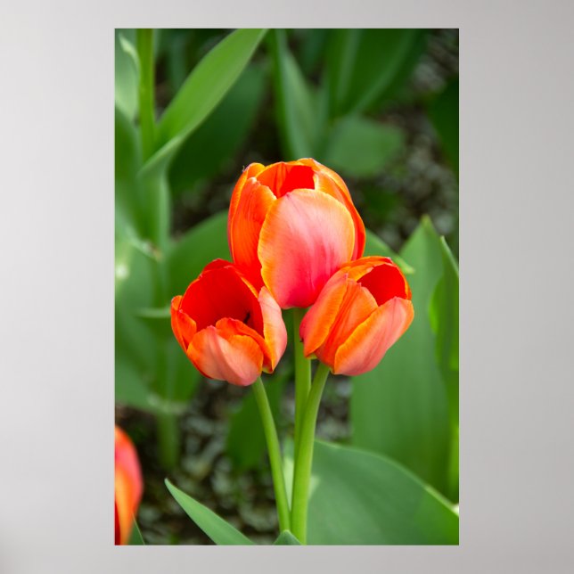 Drei rote Tulpen Foto Poster (Vorne)