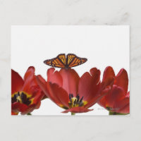 Drei rote Tulpen und ein Monarchen-Schmetterling g
