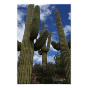 Drei Saguaro-Kakteen vor blauem Himmel und Wolken Fotodruck