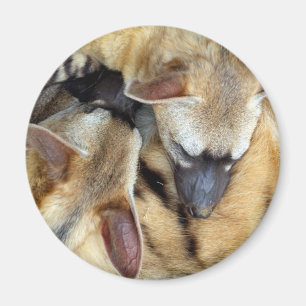 Drei SchlafenAardwolves Magnet