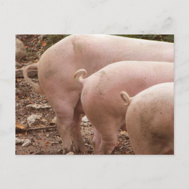 Drei Schwanz für Schweine mit geschliffener Hautfa Postkarte (Vorderseite)