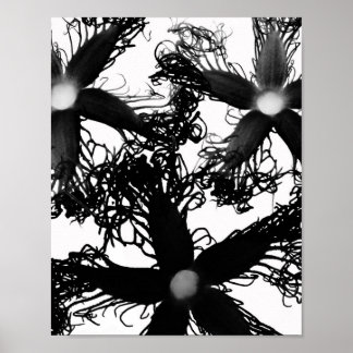 Drei schwarze Blume Poster