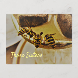 Drei Schwestern Yellowjacken Postkarte