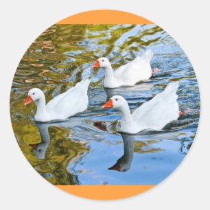 drei schwimmende Gänse Runder Aufkleber