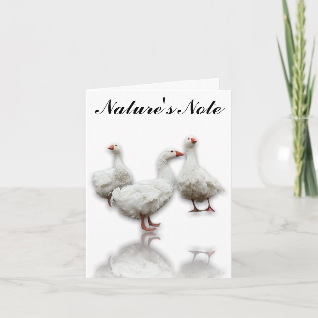 DREI SEBASTOPOL-GEESE AUF DER WEISSEN BIRD NOTE CA (Vorderseite)