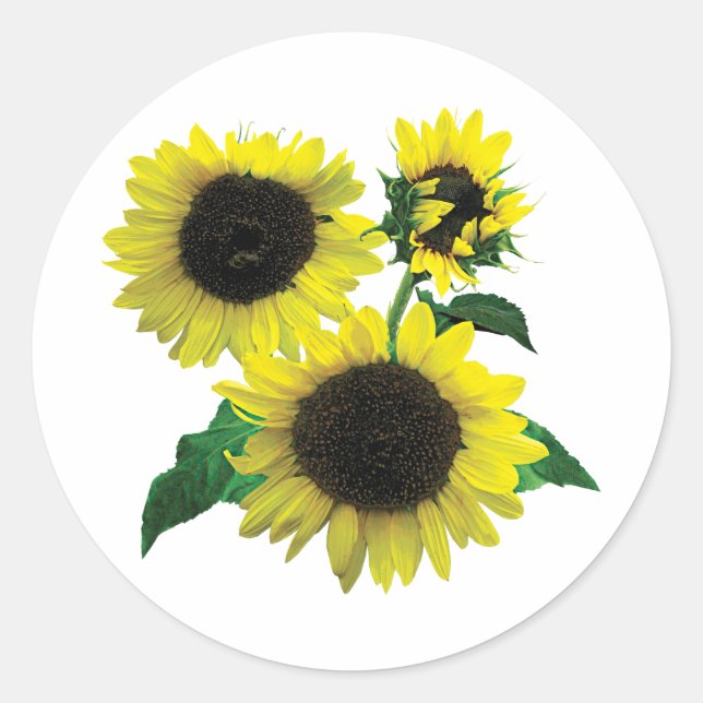 Drei Sonnenblumen Runder Aufkleber (Vorderseite)