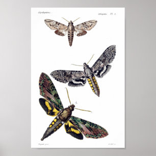 Drei Sphinxmotten Poster