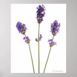 Drei Stämme der englischen lila Lavendel-Blumen, Poster