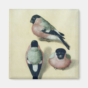 Drei Studien eines Bullfinch Magnet